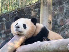 -都江堰中华大熊猫苑