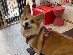 -宠物家(角门东店)