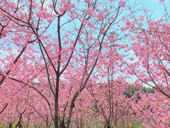 -福建鲤鱼洲酒店