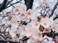 -高东镇樱花园