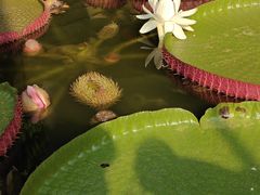 -国家植物园南园