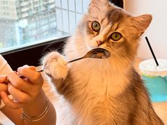 -有喵·猫咖·狗咖·30几只猫10只小狗(岗厦店)