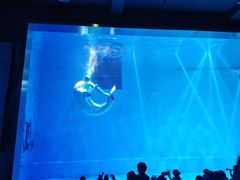 -芜湖新华联大白鲸海洋公园