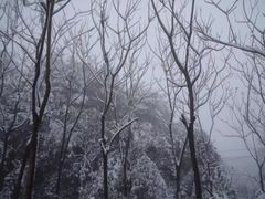 -铁山坪森林公园