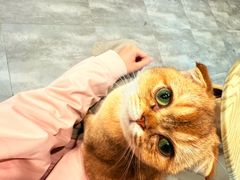 -楼上猫咖(罗湖店)