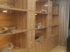 -猫十亿·布偶金渐层·曼基康矮脚猫舍(青年路店)