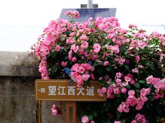 -上海滨江森林公园