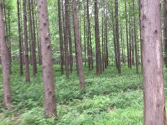 -黄海国家森林公园