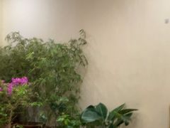 -大清花饺子(山庄店)