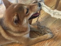 -柴犬高等学院·狗咖·柴犬售卖·宠物训练