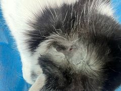 -达爱动物医院·犬猫分区·CT·复杂眼科(远洋山水分院)