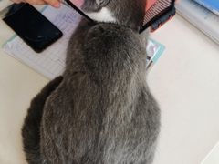 -福懋动物医院·犬猫全科·外科·重症科(杏林分院)