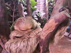 -正佳雨林生态植物园
