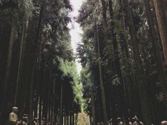 -武陵山森林公园