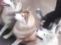 -TrueLove @ Neverland (Husky Cafe)