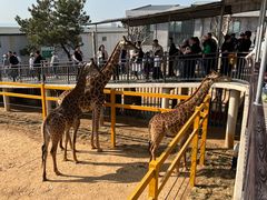 -西霞口神雕山野生动物世界