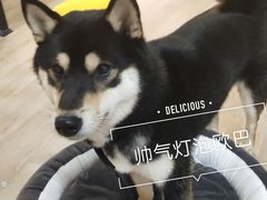 -柴迷FANS CLUB·柴犬狗咖·猫咖
