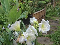 -谷咖啡·鲜花绿植花园餐厅