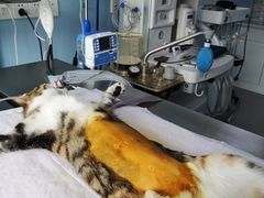 -关爱宠物医院·猫科中心·消化科(滨湖万达分院)