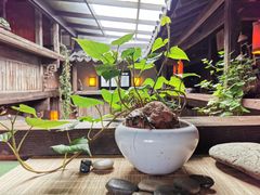 -普洱茶府(博乐广场店)
