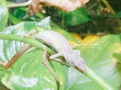 -上海大自然野生昆虫馆