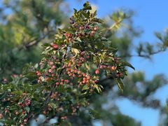 -海棠花溪(元大都城垣遗址公园)