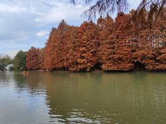 -上海海湾国家森林公园