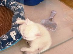 -糯米喵星人总部直营旗舰店·猫舍·幼猫出售