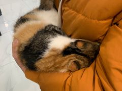 -艾吉宠物医院·疑难杂症转诊中心·猫友好(碧江路院)