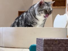 -藏猫猫咖啡主题馆(中央大道店)