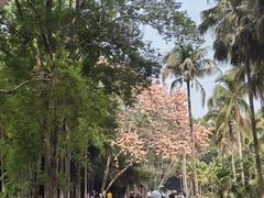 -中国科学院西双版纳热带植物园