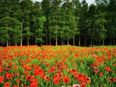 -上海共青森林公园