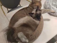 -飞行喵MR PILOT|猫舍·猫咖(静安大融城店)