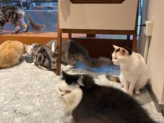-米乐乖乖猫咪咖啡馆·猫咖(深圳湾后海汇店)