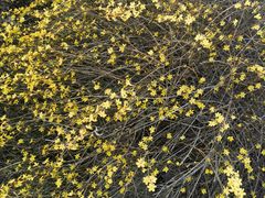 -原山国家森林公园