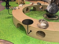 -爪爪喵星球·猫舍(卓悦中心店)