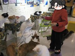 -平行世界·猫咖(首经贸店)