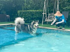 -汪说喵讲宠物乐园宠物酒店(红星美凯龙店)