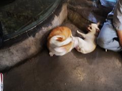 -百好乐宠物友好餐厅(朝外大街店)