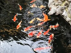 -鲤院·新中式美学·庭院餐厅(夫子庙店)
