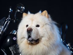 -超宠爱宠物摄影-Super pet