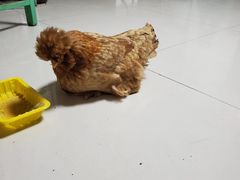 -第五季龙水凤港生态露营农场
