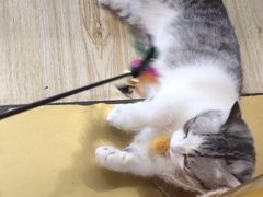 -Sweet cat·星愿猫咖(国贸大厦店)