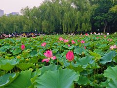 -莲花池公园