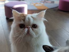 -东方名猫馆·英短金渐层布偶猫舍(环线广场1号楼店)