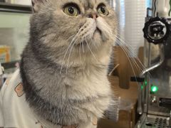 -楼上猫咖(罗湖店)
