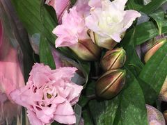 -双季花艺园艺市场(浦东店)