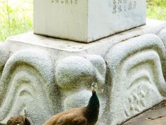 -北京麋鹿生态实验中心