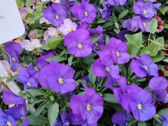 -红色江山(首钢国际大厦店)