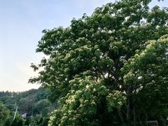 -小洞天柴火土菜馆